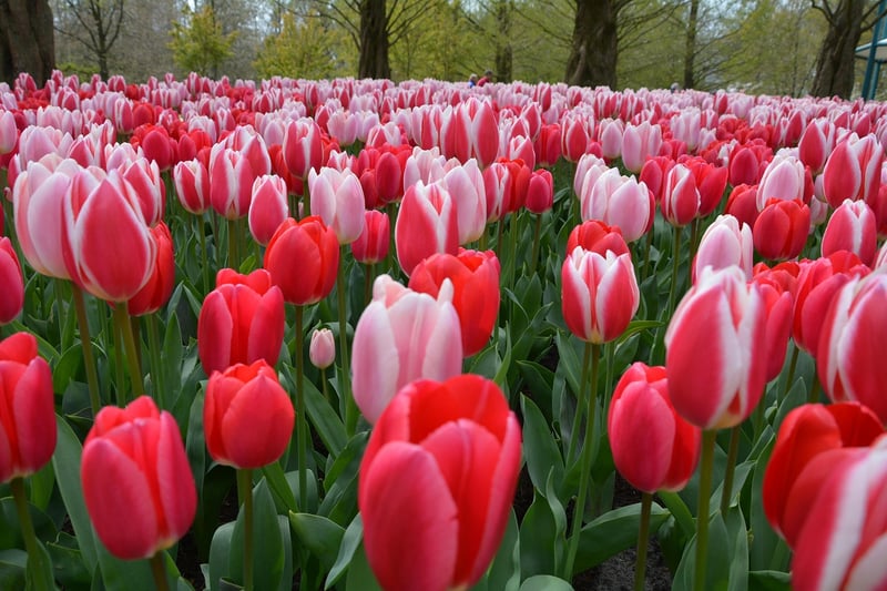 Keukenhof Gardens, Netherlands